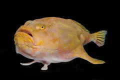 A sea toad from the deep waters off of Curacao.