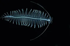 A clear tomoptorid with many leg-like parapodia photographed on a black background. 