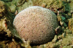 a round ball of a sea urchin nestled between rocks