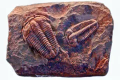 A relative of insects, trilobites lived on the ocean floor during the Cambrian period. 