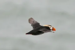 Puffin in Flight, Pribilof Islands Alaska