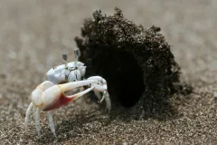 This male dancing fiddler crab (Uca terpsichores) has built a sand “hood” at the entrance to his burrow, which he hopes will attract females to his humble abode—as if that big beautiful claw of his weren't enough!