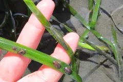 In Vancouver, isopods on a blade of seagrass.