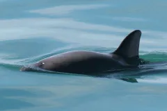 A vaquita swims at the water's surface. 
