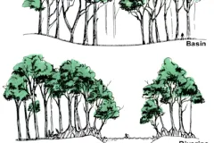 illustration of five different types of mangrove forest