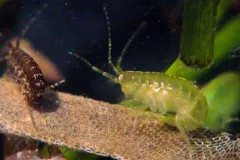 Amphipods on a blade of seagrass.