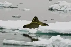 A walrus sits on a floating piece of ice. 