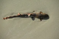 Epaulette shark