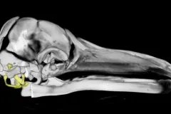 A 3-D reconstruction of the skull of a fin whale fetus. 