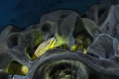 A yellow moray eel inside of a sea sponge in the waters off of Poor Knights Islands, New Zealand