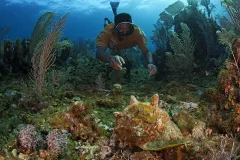 A fisher wearing a mask dives with a colorful coral reef in the background and queen conch in the foreground.
