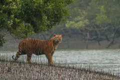 A bengal tiger on the shores of a mangrove forest