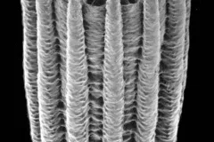 Turbinolia stephensoni