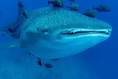 A whale shark swimming with fish