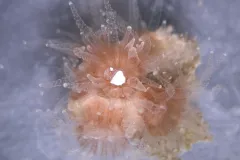 A white fleck of plastic is engulfed by a coral polyp.