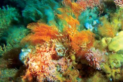 Orange and red deep-sea corals. 