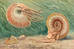 two ammonoids in the water