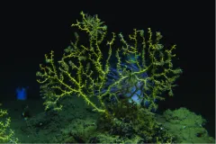 A brown-colored deep-sea coral sits on the deep ocean floor and is covered with brown oil floc. 