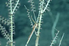 A worm-like mollusk coils around coral. 