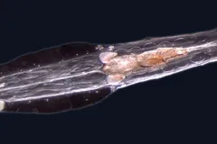 An arrow-worm from the genus Spadella. Alvariño discovered and classified the species Spadella gaetanoi in 1978.
