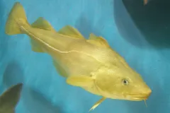 Photograph of a bright yellow fish.