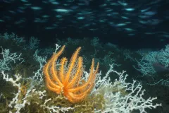 A many-armed, orange starfish.