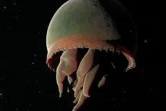 Big Red Deep Sea Jellyfish