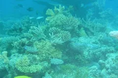 Half a century after nuclear testing blasted the reefs of Bikini Atoll, corals have recovered.