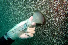 Biofilm (microbial life that clings to underwater painted surfaces and is generally found covering the bottom of ships) is collected from the hull of a cargo ship with a funnel and syringe. 
