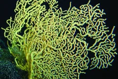 This black coral is more than 4,200 years old. Named for the color of their skeletons, black corals come in many colors.