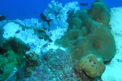 These bleached corals in the Gulf of Mexico are the result of increased water temperatures.