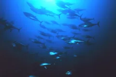 A school of bluefin tuna