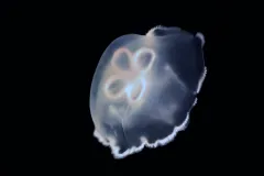 A moon jellyfish.
