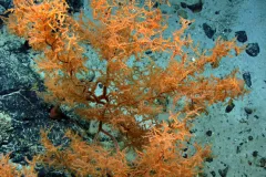:  Black corals often resemble bushes or trees. Their living tissue can be one of several colors. It’s the skeleton that is black.