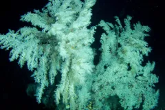 Scientists recently discovered the Christmas tree coral (Antipathes dendrochristos) off the southern California coast.