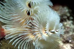 The fringe of a white Christmas tree worm. 