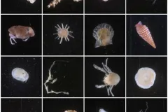 Tiny organisms found on ARMS