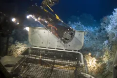 A robotic arm on the Johnson-Sea-Link submersible retrieves Galatheid crabs for research. In the background is a species of the deep-sea coral Lophelia.