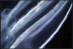 Comb jellies (such as this Bolinopsis species) are named for their combs: the rows of cilia lining their bodies that propel them through the ocean.
