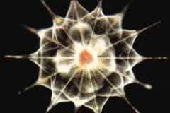 This microscopic acantharian is a unicellular amoeba found in the open ocean.