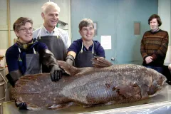 a coelacanth specimen and Smithsonian scientists