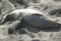 An elephant seal with round scars from a cookie-cutter shark lays on the beach. 