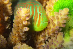In some reefs, small fishes such as this broad-barred goby protect corals by&nbsp;eating invading seaweeds.