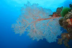 Colorful corals are disappearing in the Great Barrier Reef.