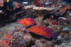 Two coral trout swim on a reef in Fiji.