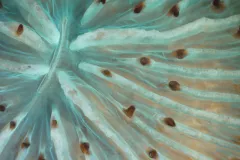 A live coral polyp with turquoise tissue and brown tentacles closes its mouth (the slit at the center of the radiating ribs) tight.