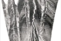 This deep-sea coral specimen shows the bands that help marine scientists learn how ocean conditions changed over time.