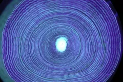 UV light illuminates growth rings in a cross-section of 44-year-old Primnoa resedaformis coral found about 400 m (1,312 ft) deep off Newfoundland.