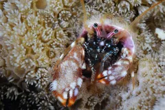 A hermit crab looks out from its coral dwelling in the waters of Japan's Ogasawara Islands.