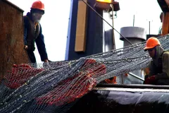A net used to trawl the ocean floor scooped up this large specimen of deep-sea coral.
